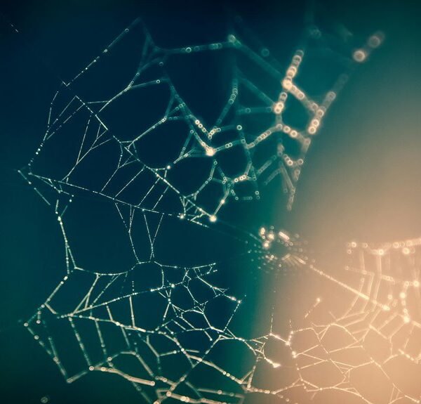 Creative Digital Suite 800761 Web Network