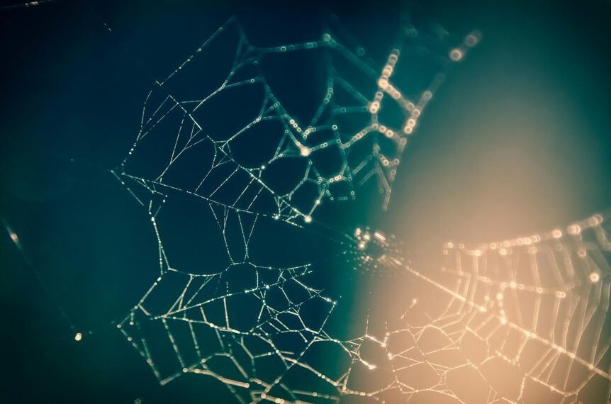 creative digital suite identifier 800761